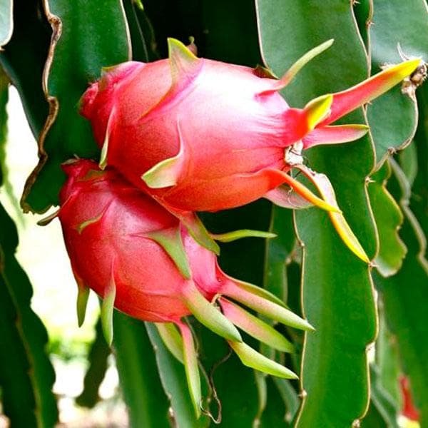 Dragon Fruit Red (લાલ ડ્રેગન ફ્રૂટ)